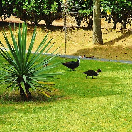 Holiday Homes Quinta Dos Curubas, Vila Franca Do Campo, Sao Miguel, Azores المظهر الخارجي الصورة